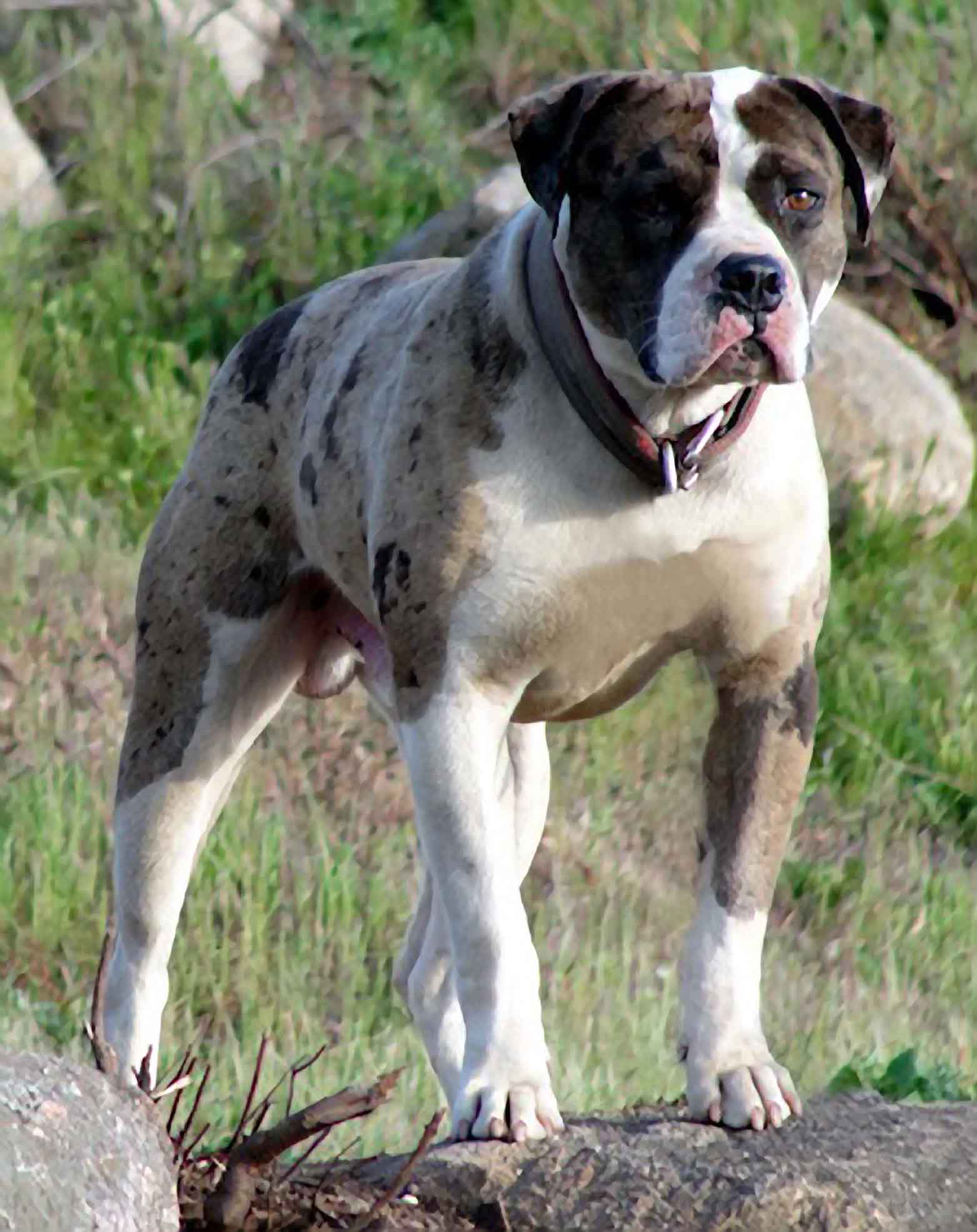 Alapaha Blue Blood Bulldog Baxter Photo And Wallpaper Beautiful Alapaha Blue Blood Bulldog