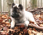 Autumn Keeshond puppy