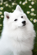 Beautiful Japanese Spitz dog