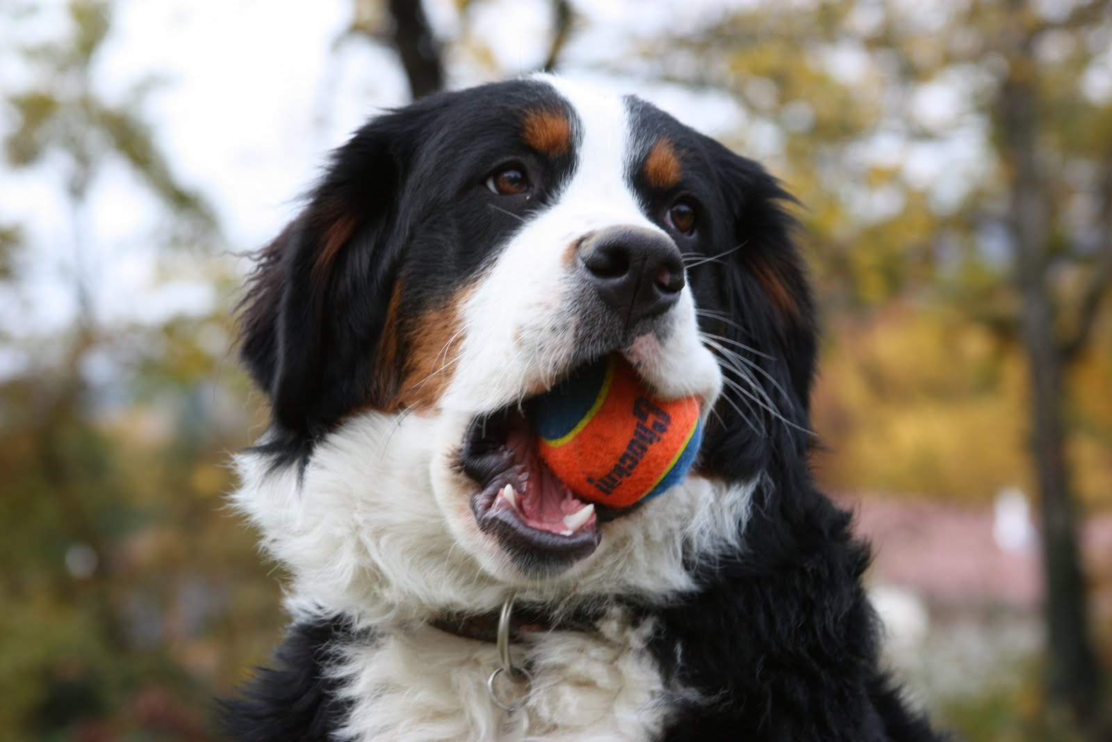 Bernese Mountain Dog with his toy photo and wallpaper. Beautiful