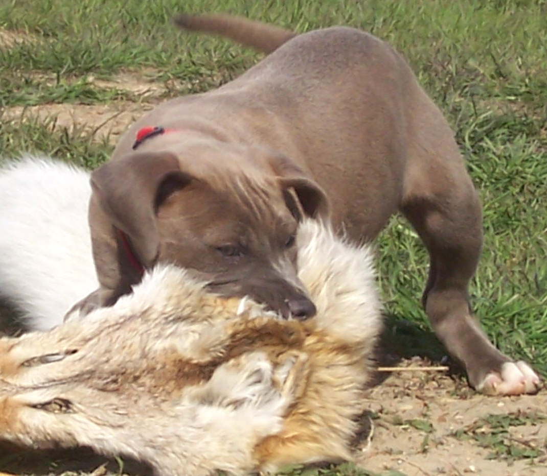 blue lacy hunting