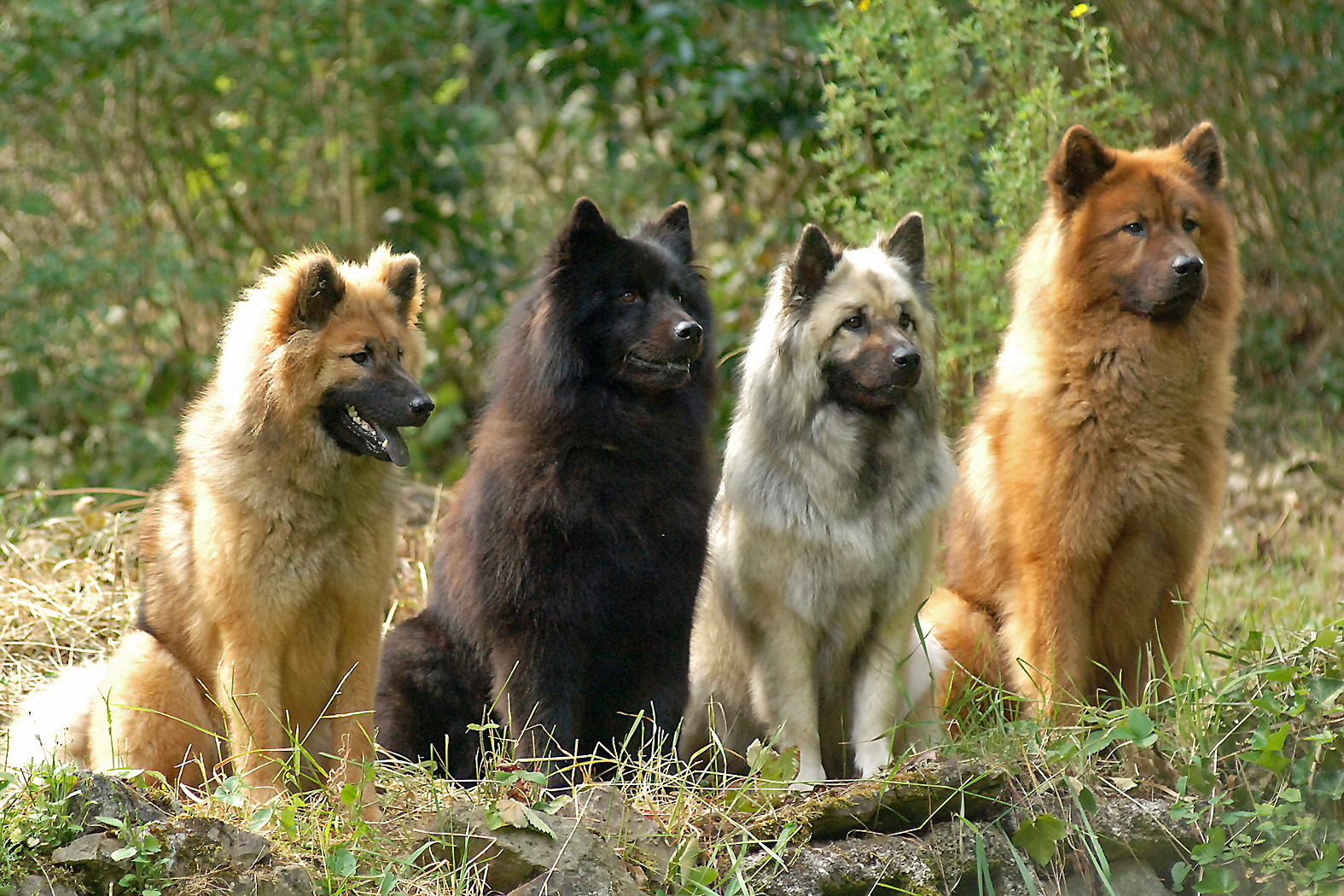 colorful-eurasier-dogs-photo.jpg