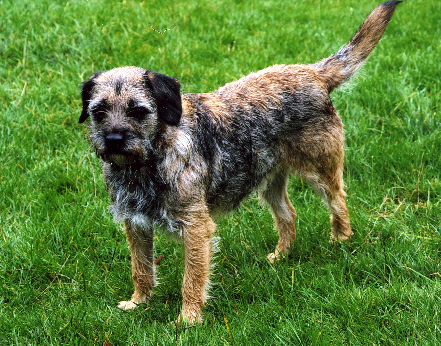 hansa border terrier