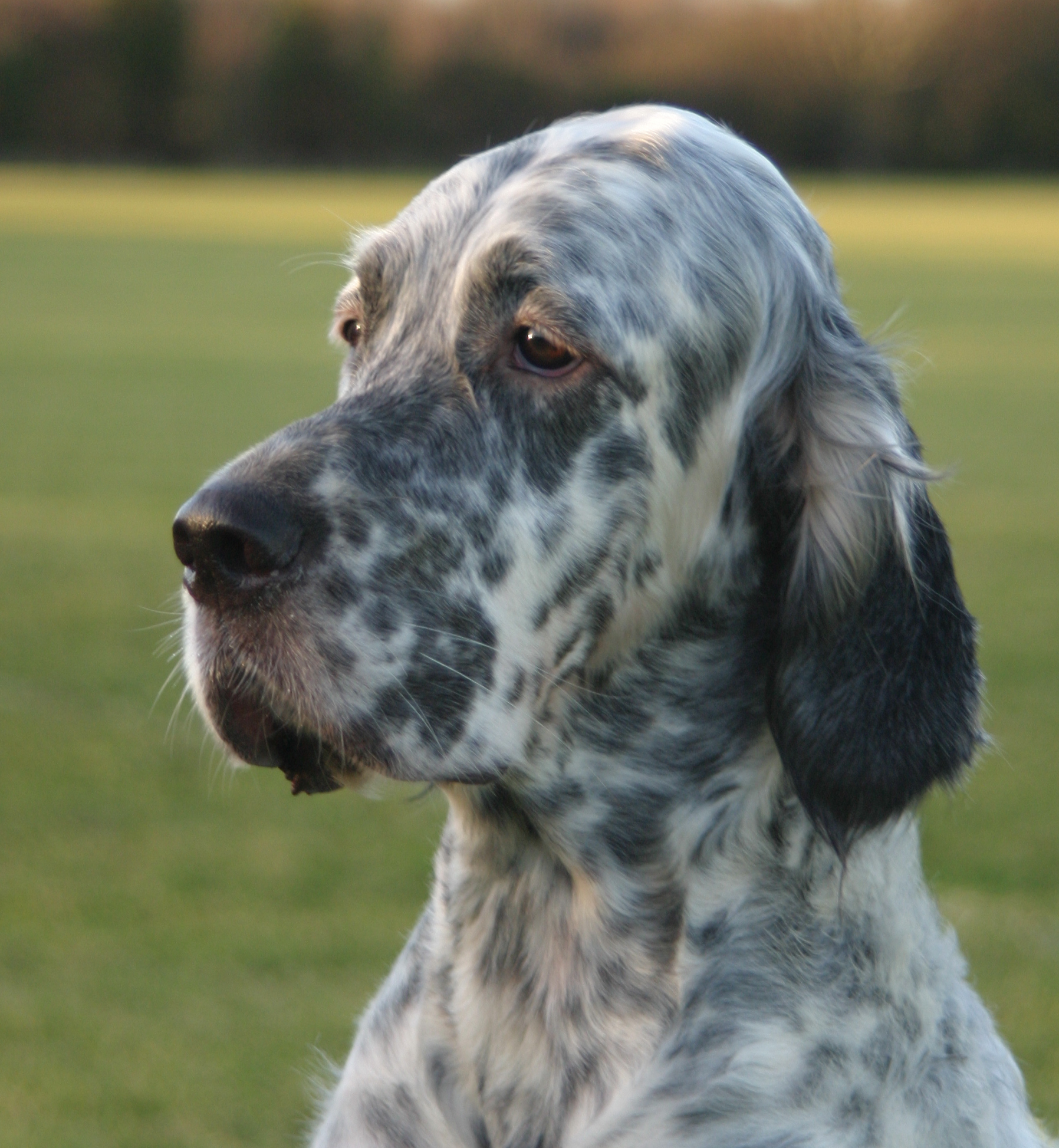 cute-english-setter-dog-photo-and-wallpaper-beautiful-cute-english