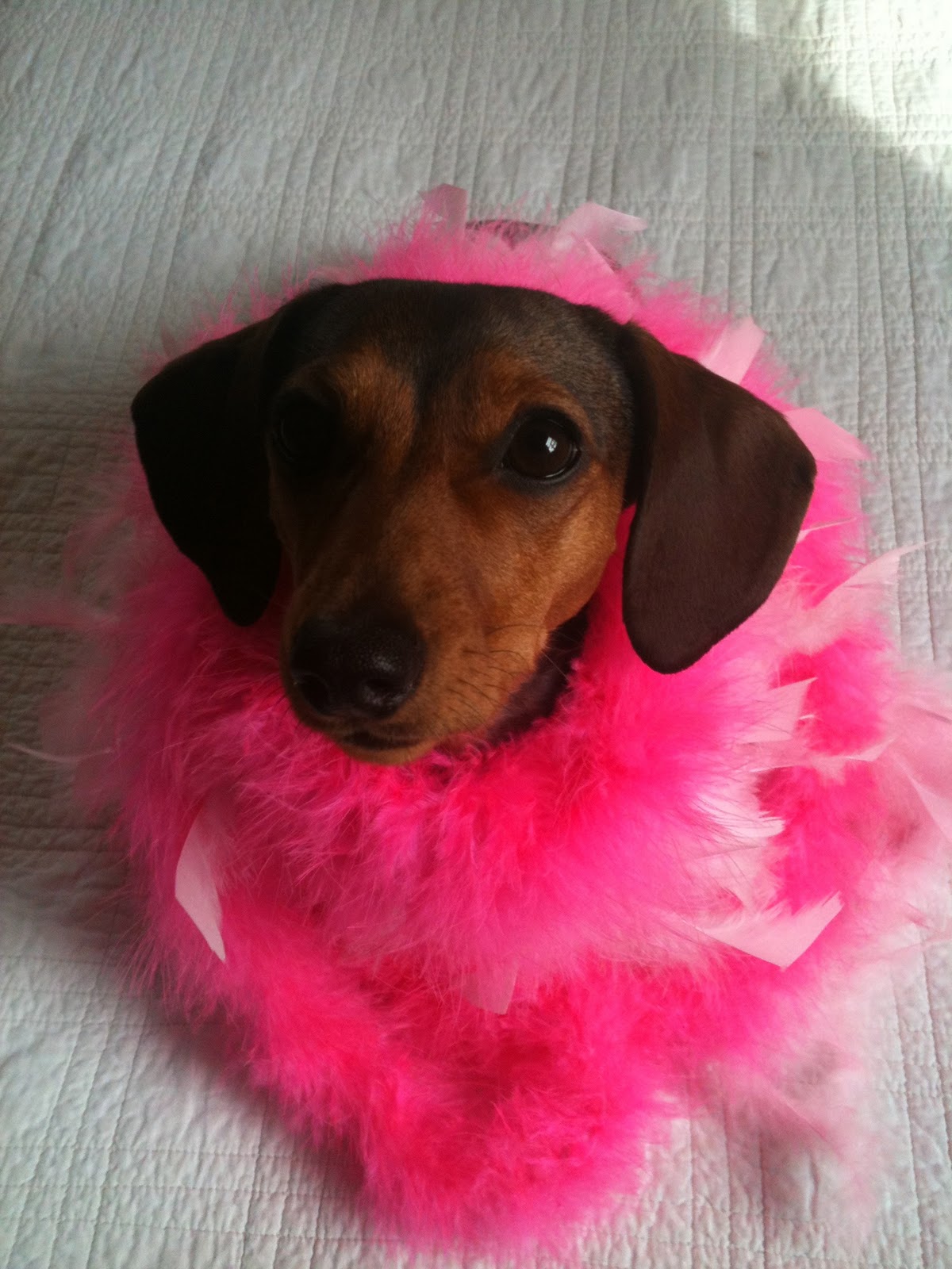 Dachshund Valentine Photo And Wallpaper Beautiful Dachshund Valentine Pictures