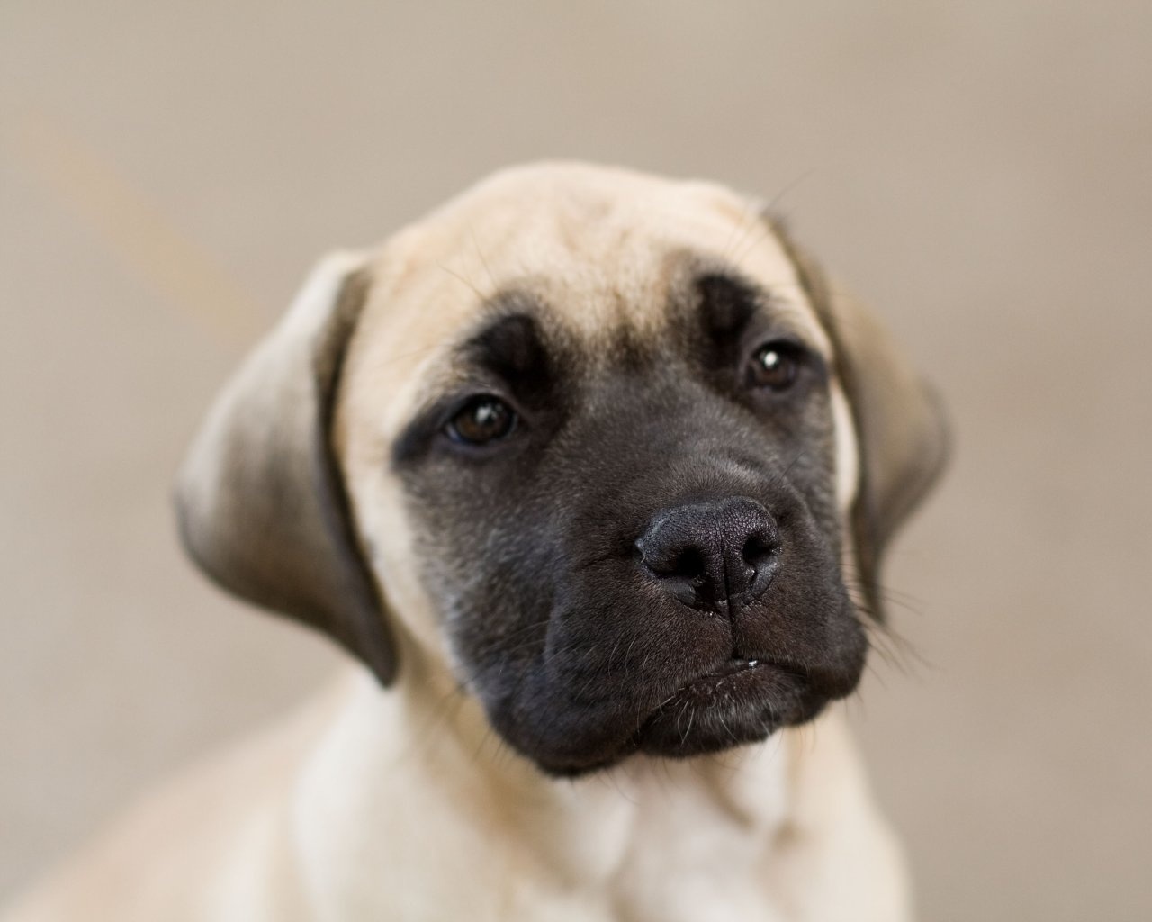 English Mastiff Puppy Photo And Wallpaper Beautiful English Mastiff 