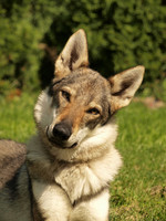 Funny Czechoslovak Wolfdog 