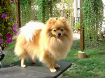 German Spitz in the forest