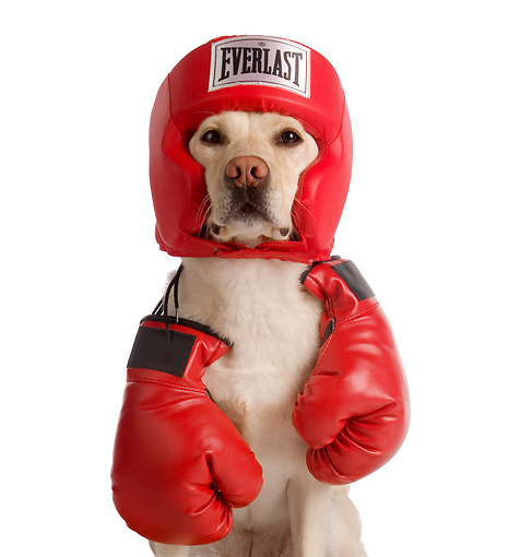 Labrador Retriever Boxing Day photo and wallpaper. Beautiful Labrador