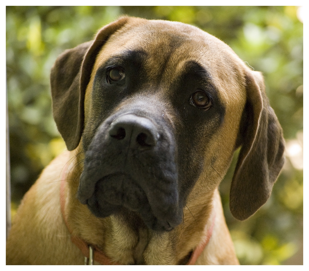 Lovely English Mastiff Dog Photo And Wallpaper Beautiful Lovely 