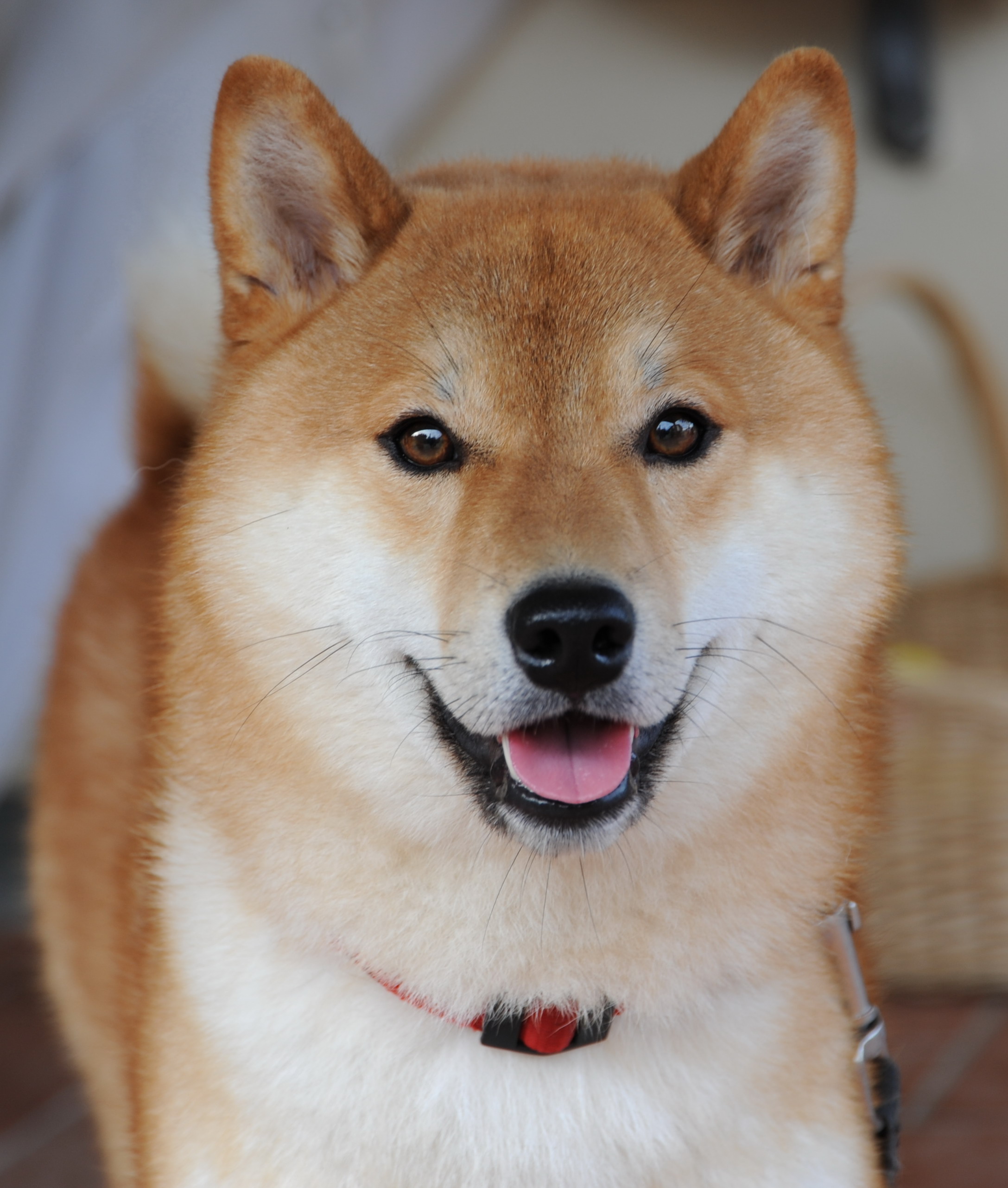 Lovely Shiba Inu dog photo and wallpaper. Beautiful Lovely Shiba Inu