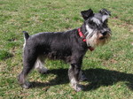 Miniature Schnauzer with a red collar