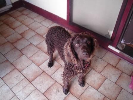murray river curly coated retriever pups for sale gumtree