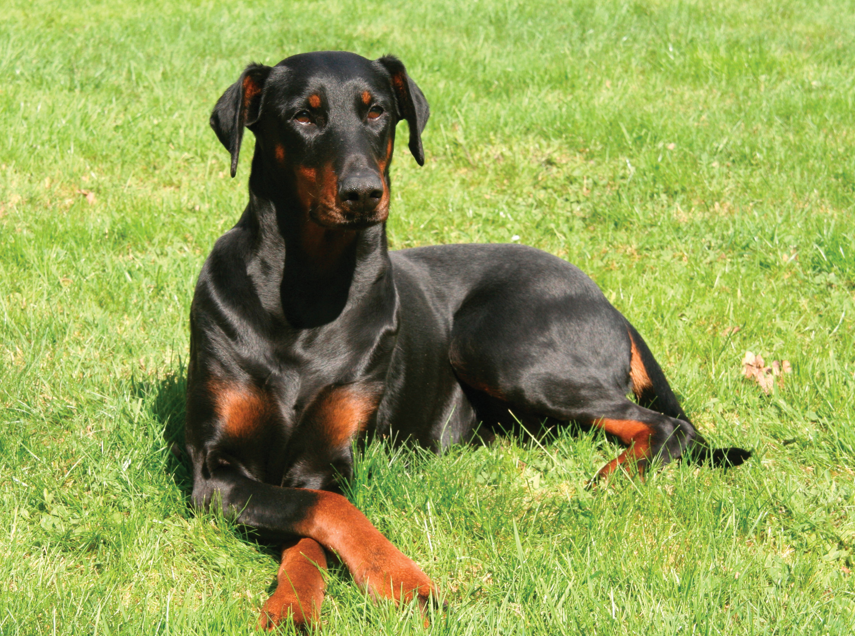 Resting Doberman Pinscher Dog Photo And Wallpaper Beautiful Resting 