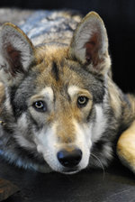 Sad Czechoslovak Wolfdog 