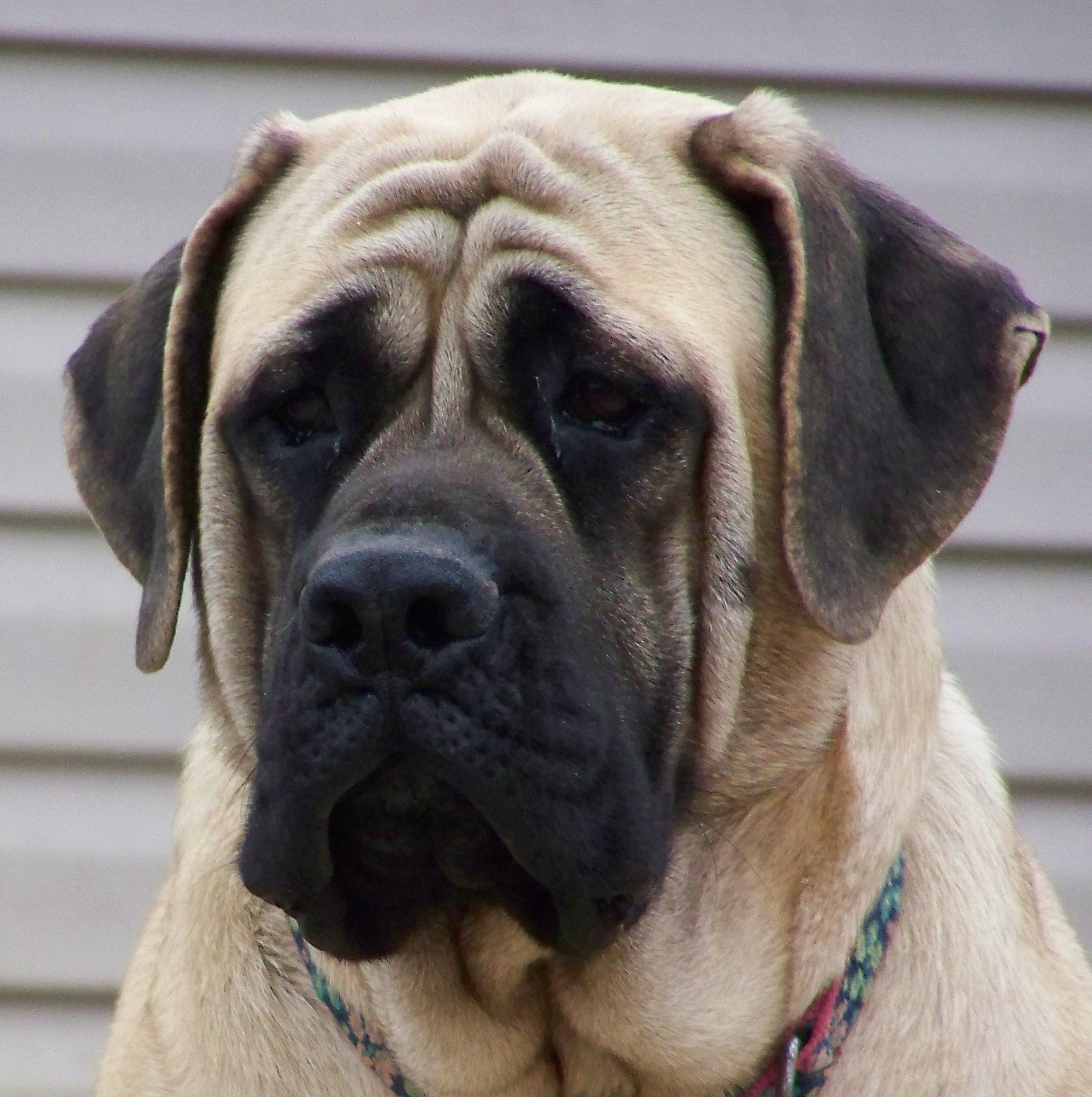 Sad English Mastiff Photo And Wallpaper Beautiful Sad English Mastiff 