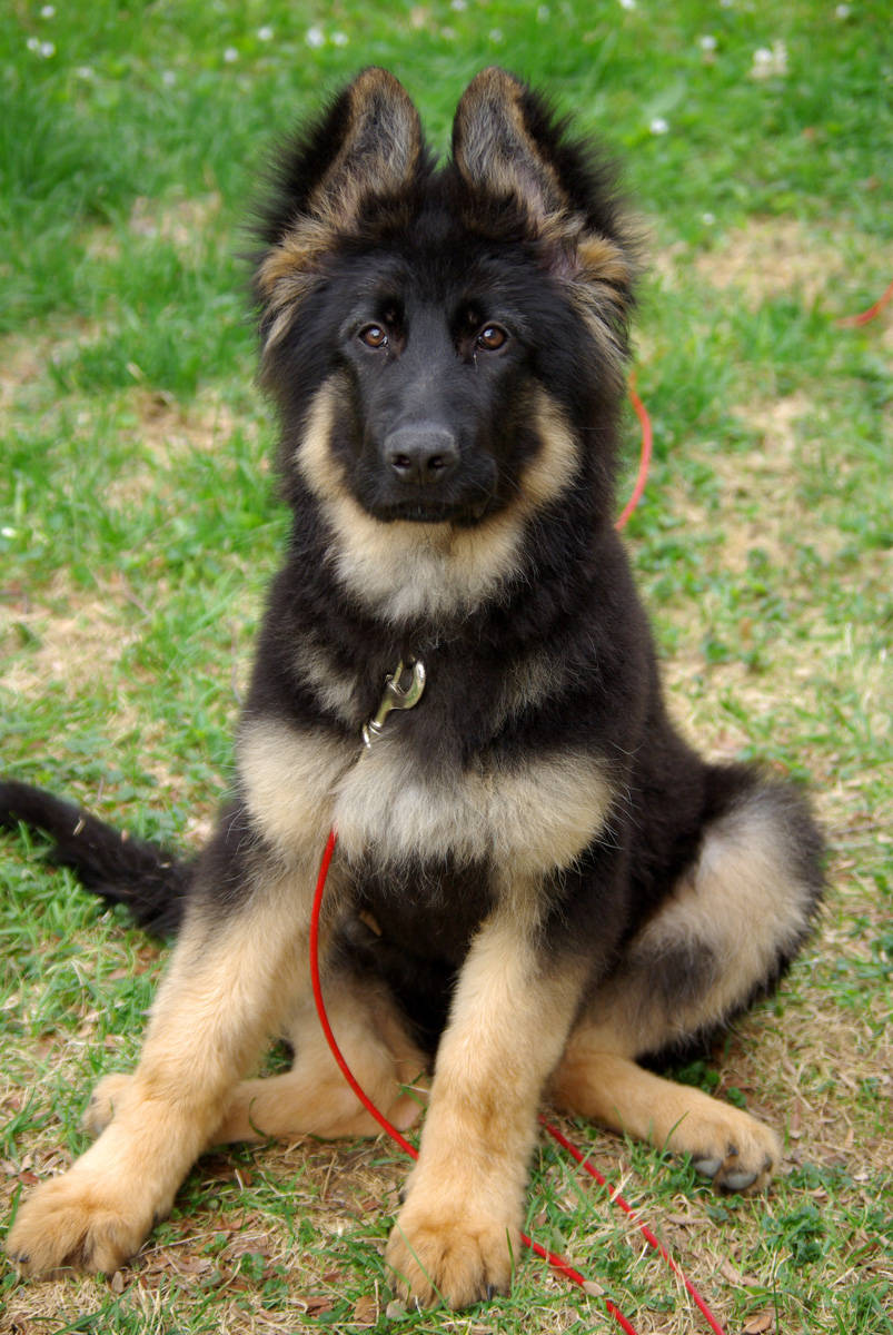 long haired german shepherd puppies for adoption