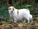 Tornjak dog in the forest