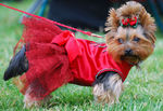 Yorkshire Terrier dog in the red dress